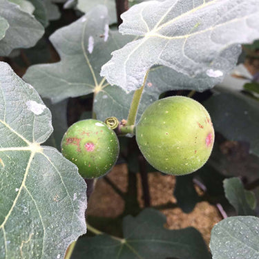 Chicago Hardy Fig Ficus carica